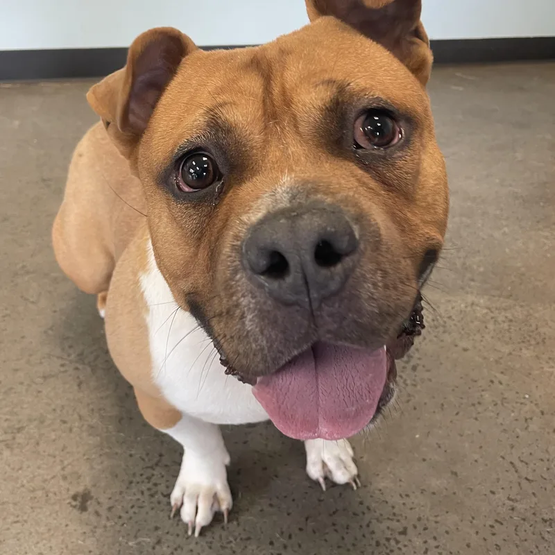 A young large-sized male Brown / Chocolate Mixed Breed dog named Bumi for adoption in Mishawaka, IN