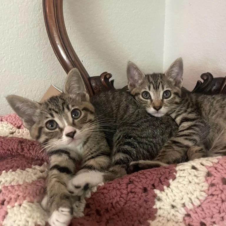 A baby small-sized female Brown / Chocolate Domestic Short Hair cat named Minnie for adoption in Temecula, CA