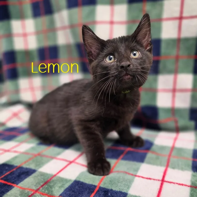 A baby small-sized male Black Domestic Short Hair cat named Lemon for adoption in Parkersburg, WV