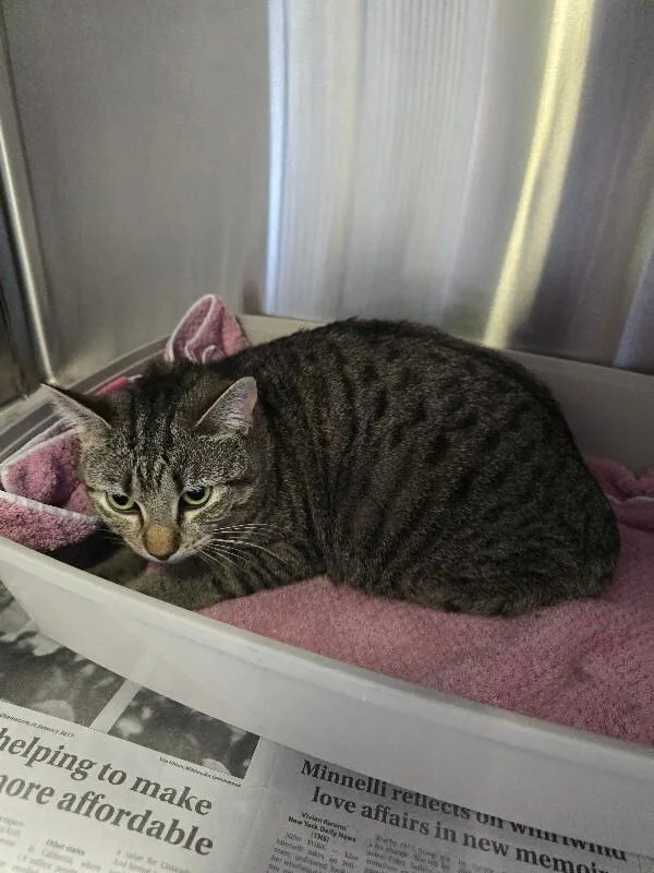 An adult medium-sized female Domestic Short Hair cat named Chai for adoption in Cortland, NY