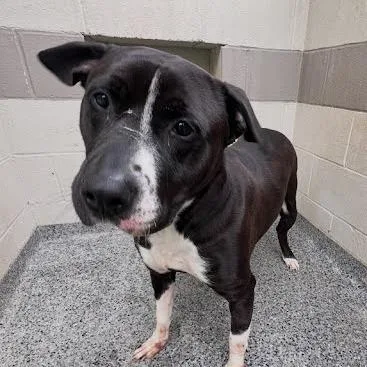 An adult large-sized male Black Mixed Breed dog named Zeus for adoption in Jeffersonville, IN