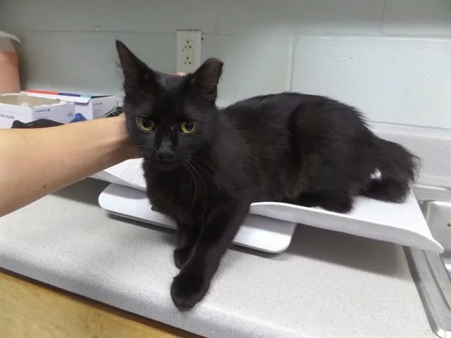A young medium-sized female Domestic Medium Hair cat named Stranger for adoption in Augusta, GA