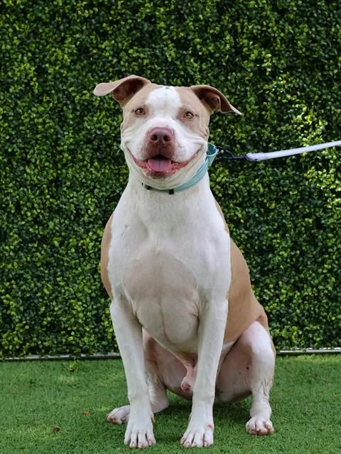 An adult large-sized male Staffordshire Bull Terrier dog named Duke for adoption in Naples, FL