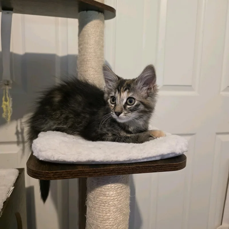 Bindi