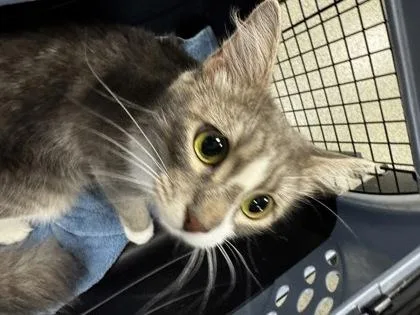 An adult small-sized female Domestic Short Hair cat named Veda for adoption in Fallston, MD