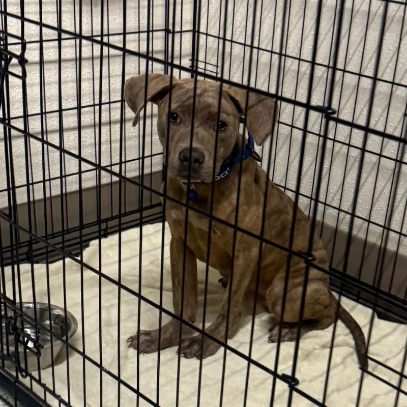 A young medium-sized male Brown / Chocolate Plott Hound dog named Candy Boss for adoption in Austin, TX
