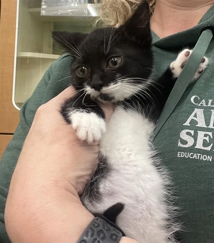 A baby medium-sized female Black & White / Tuxedo Domestic Short Hair cat named Ellipse for adoption in Prince Frederick, MD