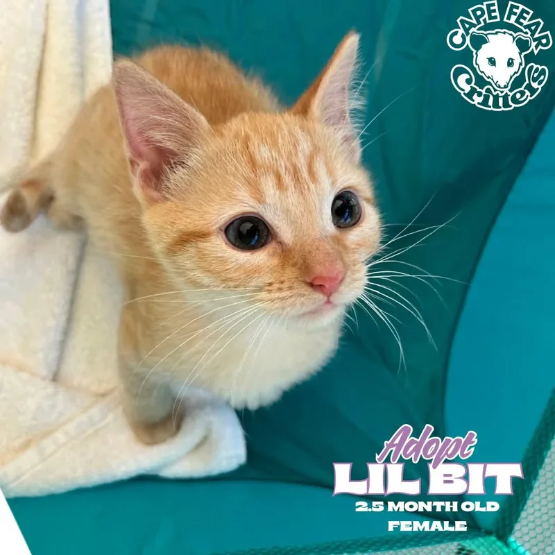 A baby small-sized female Orange & White Domestic Short Hair cat named Lil Bit for adoption in Wilmington, NC