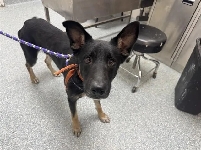 A young large-sized male German Shepherd Dog dog named Canyon for adoption in Garland, TX