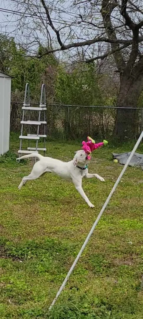 Herbert The Derp thumbnail 2