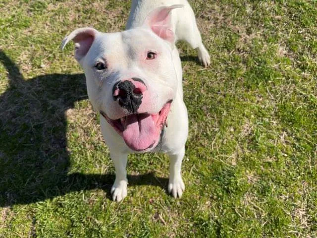 Herbert The Derp thumbnail 3