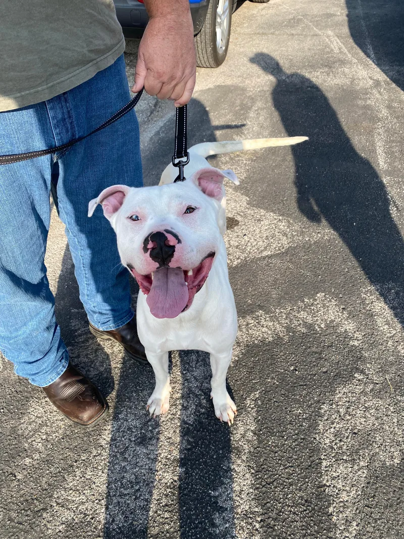 Herbert The Derp thumbnail 4