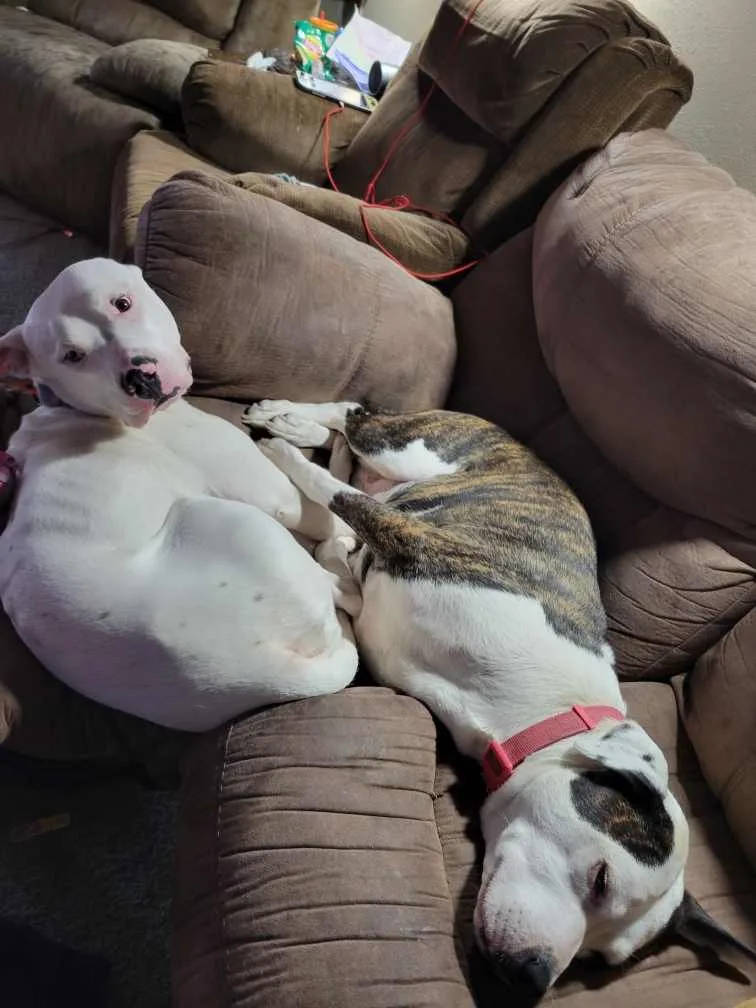 Herbert The Derp thumbnail 5