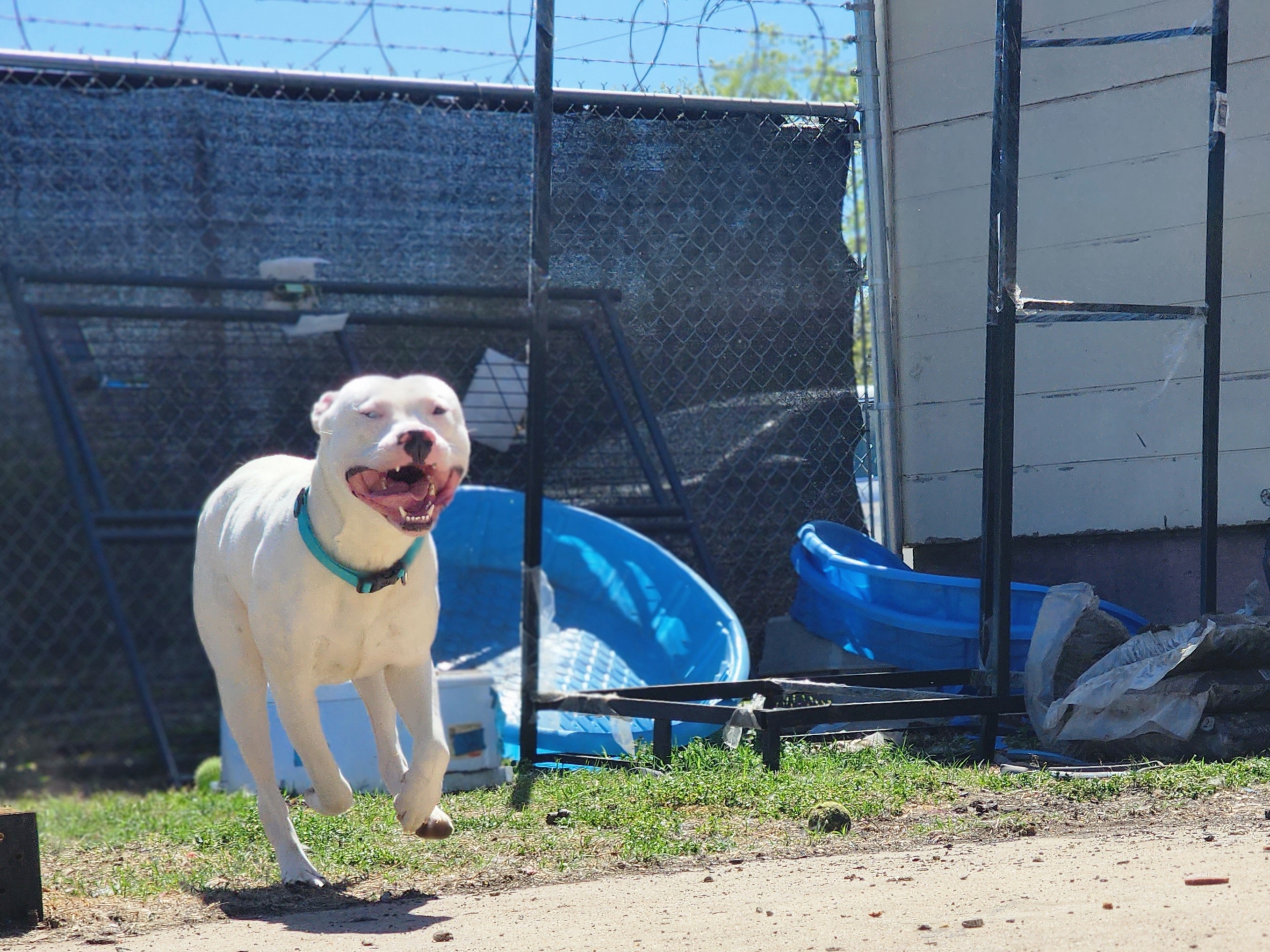 Herbert The Derp thumbnail 6