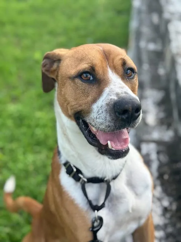 A young large-sized male American Staffordshire Terrier dog named Aiden for adoption in Austin, TX