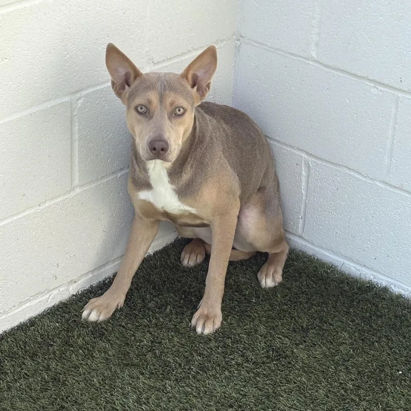 An adult medium-sized female White / Cream Husky dog named Buttercup for adoption in LOXAHATCHEE, FL