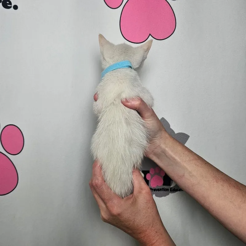 A baby small-sized female White Siamese cat named Nimbus for adoption in Milton, FL