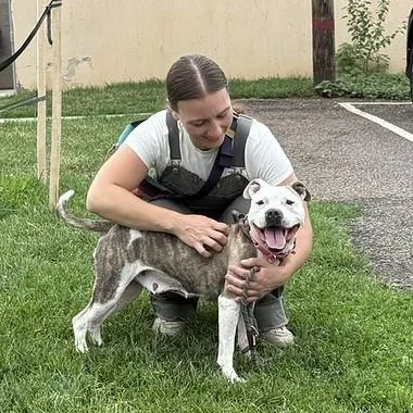 A young medium-sized female White / Cream Mixed Breed dog named Marina for adoption in Narberth, PA