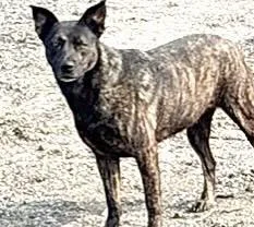 An adult large-sized female Dutch Shepherd dog named A for adoption in Houston, TX