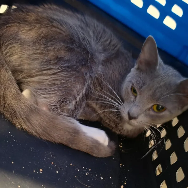 A baby medium-sized female Gray / Blue / Silver American Shorthair cat named Kevin for adoption in Melrose, FL