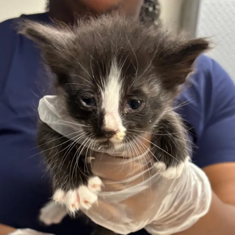 A baby small-sized male Black Domestic Short Hair cat named Chanel for adoption in Newark, NJ