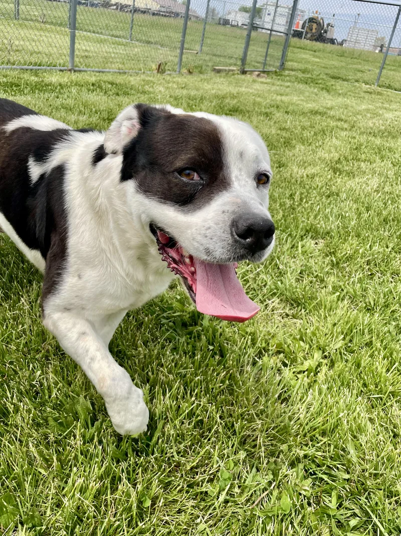 An adult large-sized male Black Mixed Breed dog named Doogie for adoption in Washington Court House, OH