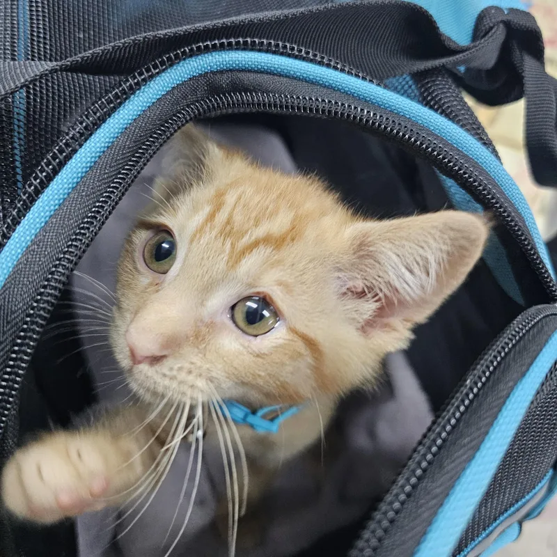 A baby medium-sized male Tabby (Orange / Red) Domestic Short Hair cat named Winston for adoption in Toledo, OH