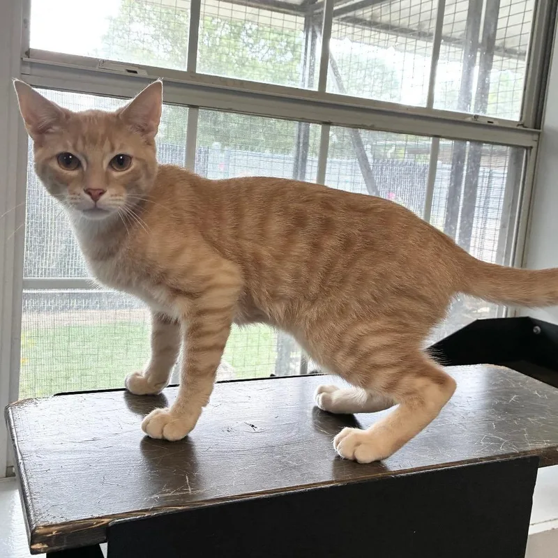 A young medium-sized male Buff / Tan / Fawn Domestic Short Hair cat named Pocket Full Sunscreen for adoption in Carencro, LA