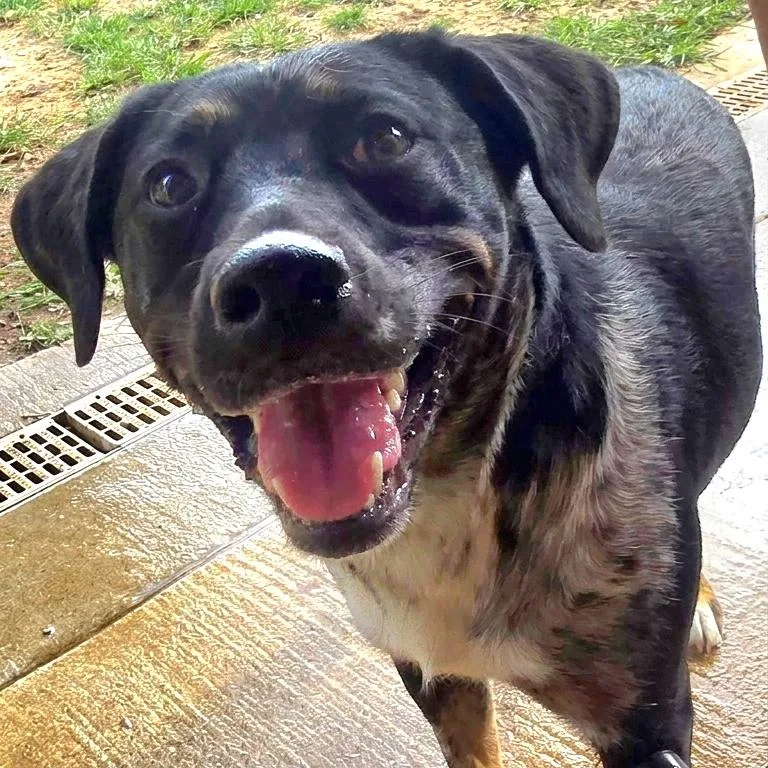 A baby medium-sized female Merle (Blue) Australian Cattle Dog / Blue Heeler dog named Rapunzel MORE PICS COMING for adoption in Athens, AL