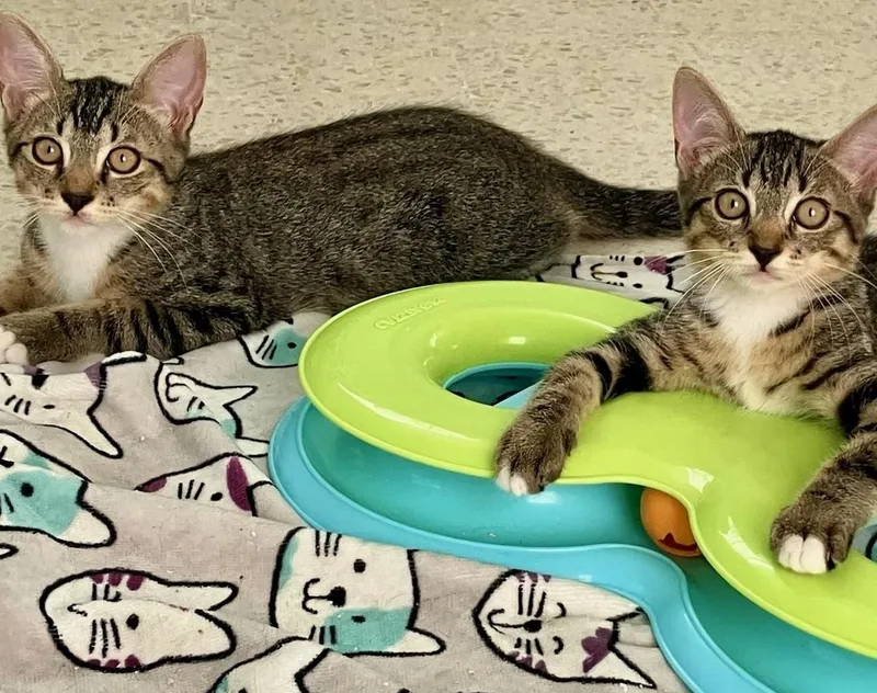 Techno & Geisha  thumbnail 2