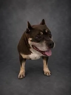An adult medium-sized female Tricolor (Brown, Black, & White) American Bulldog dog named Little Red for adoption in Lakeland, FL