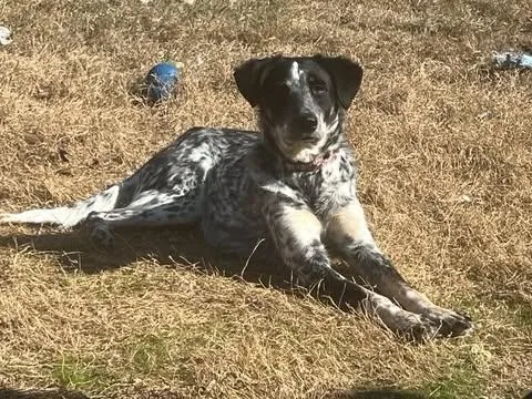 Harper Lee thumbnail 2