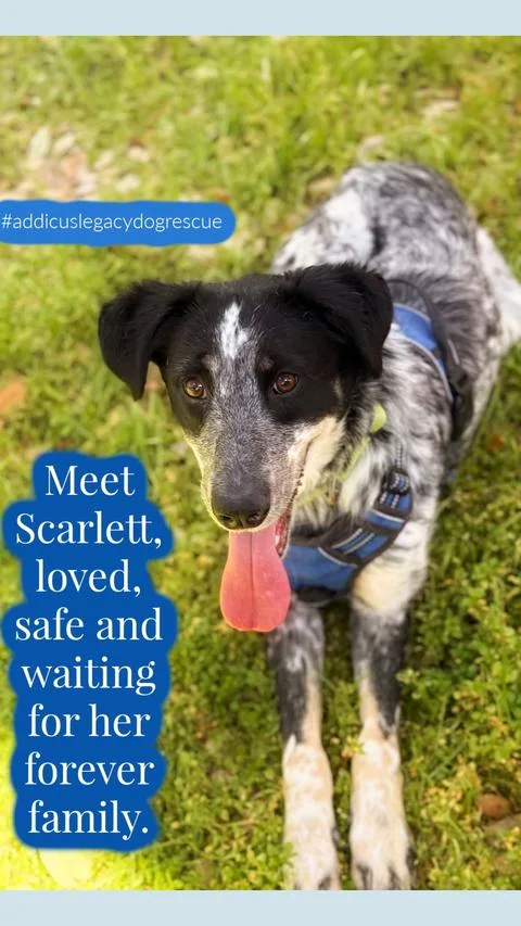 Harper Lee thumbnail 3