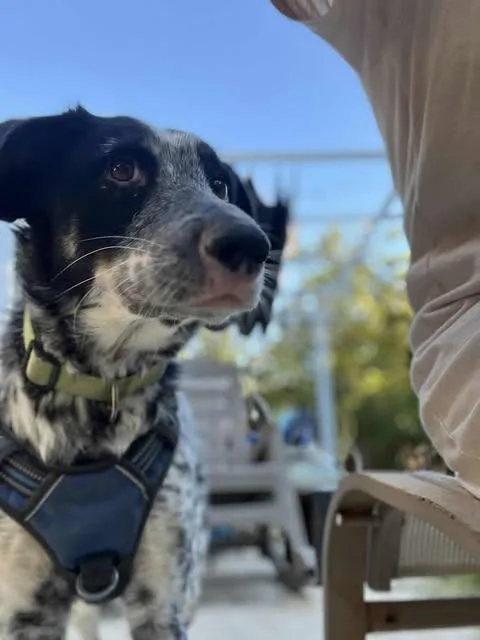 Harper Lee thumbnail 4