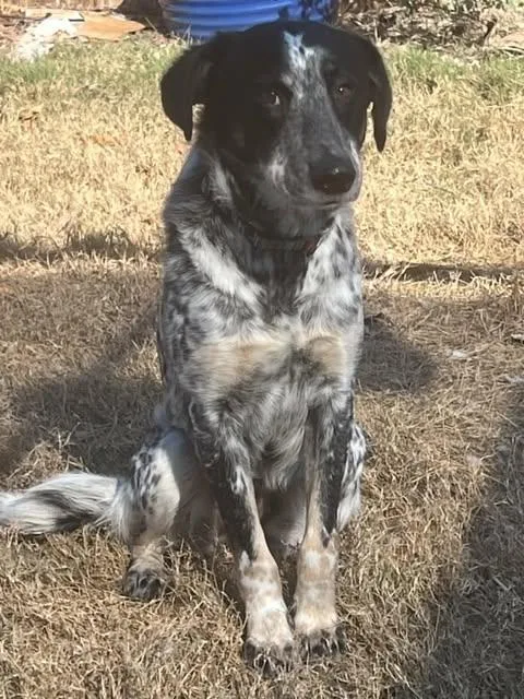 Harper Lee thumbnail 5