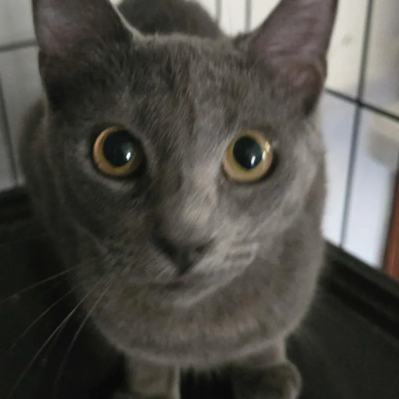 A young medium-sized female Gray / Blue / Silver Domestic Short Hair cat named Mila for adoption in Fairborn, OH