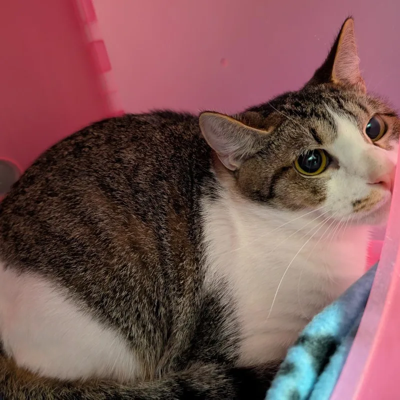 A young medium-sized female Brown / Chocolate Domestic Short Hair cat named Bunny for adoption in Titusville, FL
