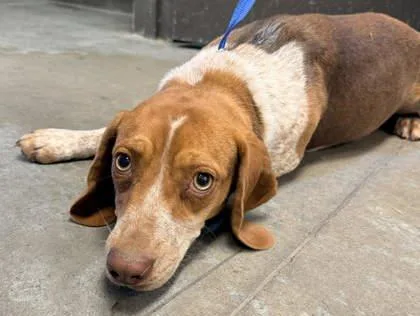An adult medium-sized female Beagle dog named Wanda for adoption in Bowling Green, KY