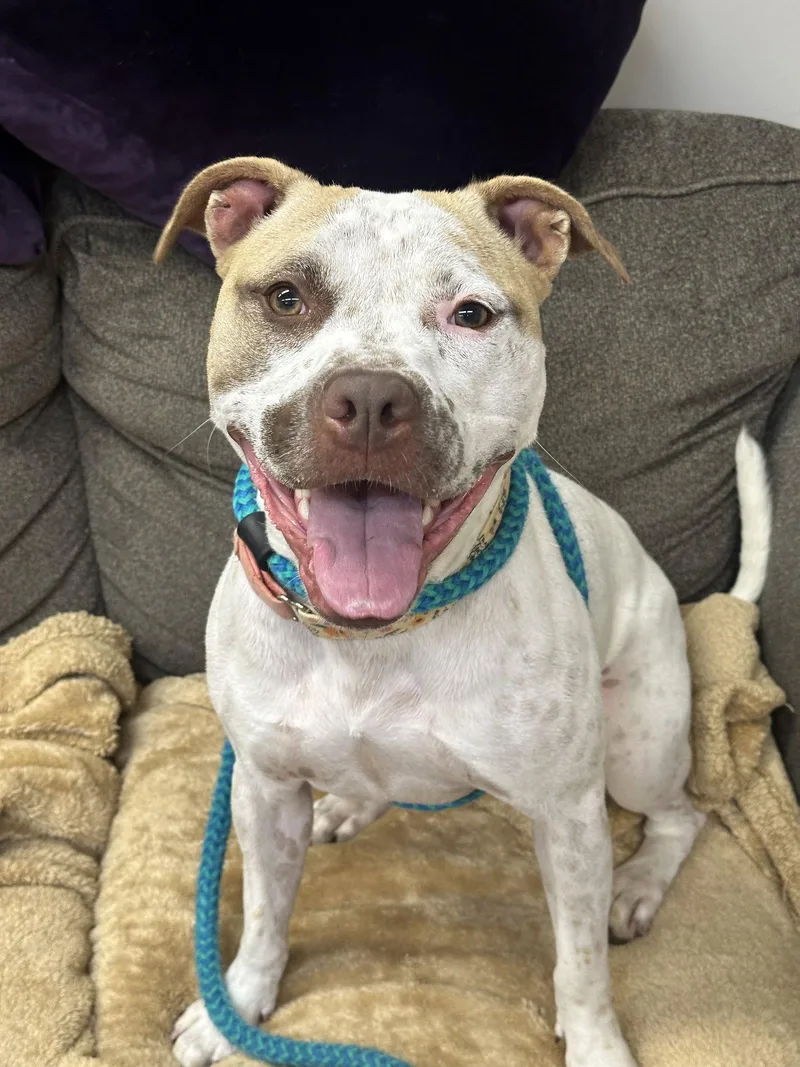 A young medium-sized female American Staffordshire Terrier dog named Sandy NJ for adoption in Rockaway, NJ