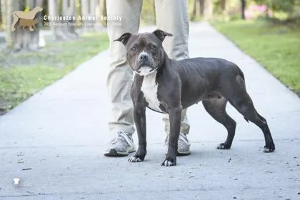 An adult medium-sized female American Staffordshire Terrier dog named A Quiara for adoption in North Charleston, SC