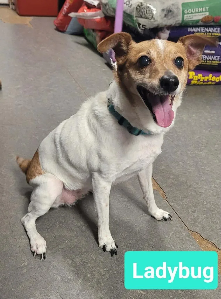 An adult small-sized female Jack Russell Terrier dog named Ladybug for adoption in Richmond, IN
