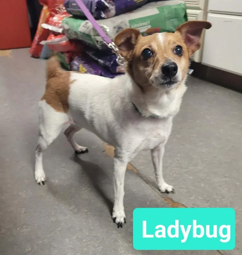 Ladybug thumbnail 2