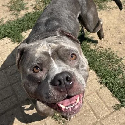 An adult large-sized male Gray / Blue / Silver Mixed Breed dog named Diesel for adoption in Lansing, MI