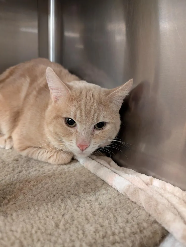 An adult large-sized male Cream / Ivory Domestic Medium Hair cat named Dorito for adoption in Tucson, AZ