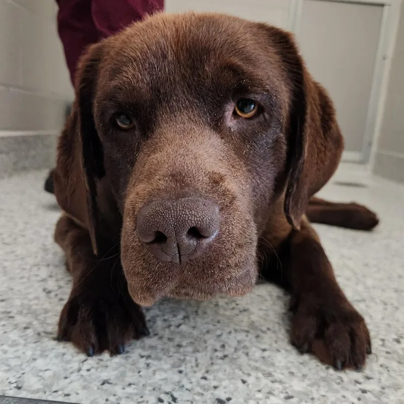 An adult large-sized female Brown / Chocolate Chocolate Labrador Retriever dog named Lemmy for adoption in Fort Wayne, IN
