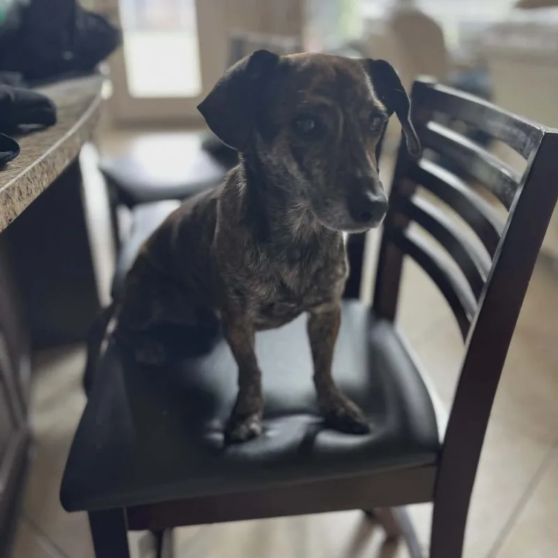 An adult small-sized male Brindle Chihuahua dog named Nelo for adoption in Houston, TX