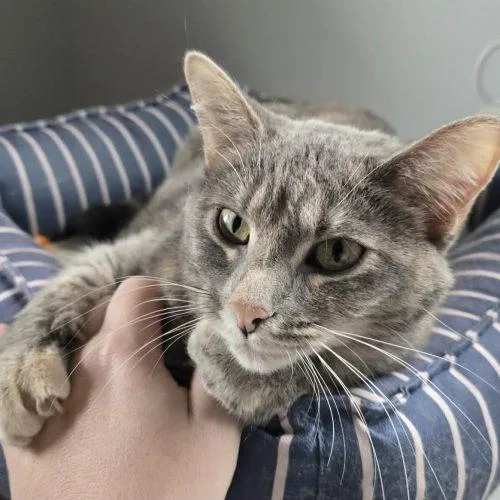 An adult large-sized female Dilute Calico Domestic Short Hair cat named Galinda for adoption in Elizabeth, IL