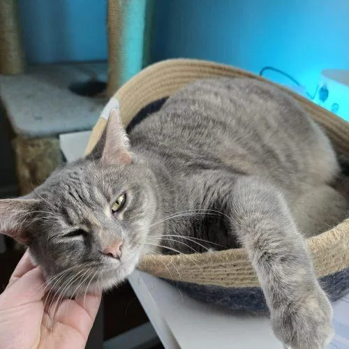 Galinda thumbnail 3