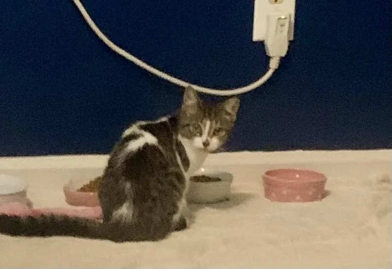 Kitt Kitt thumbnail 2