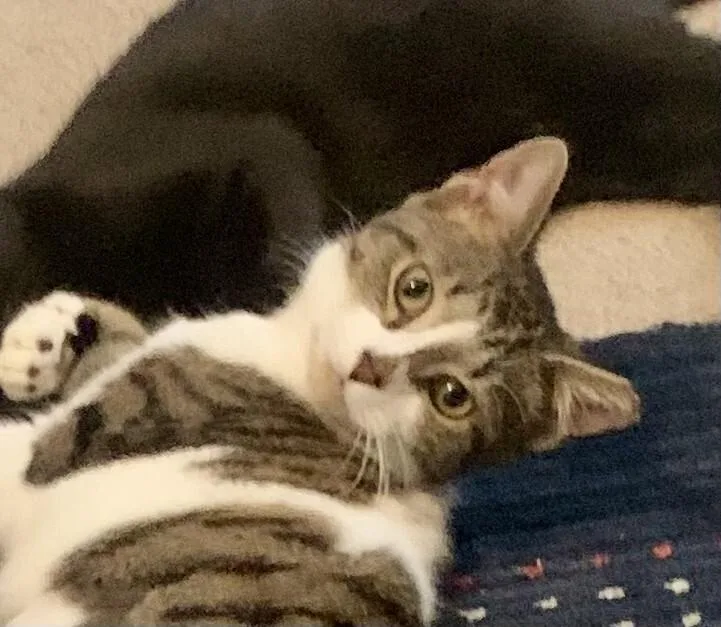 Kitt Kitt thumbnail 3